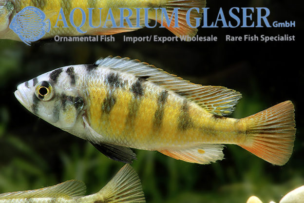 Haplochromis sp. „Thick Skin“ (CH44) Aquarium Glaser GmbH