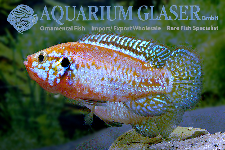 Five star best sale imported fish tank