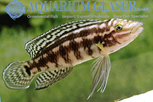 Julidochromis marlieri Aquarium Glaser GmbH