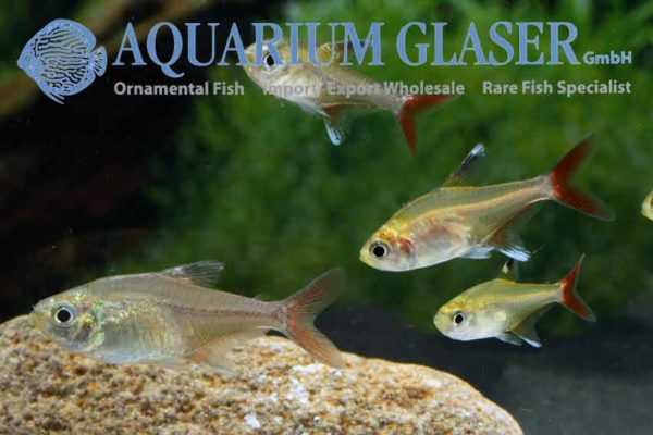 Hyphessobrycon axelrodi Aquarium Glaser GmbH