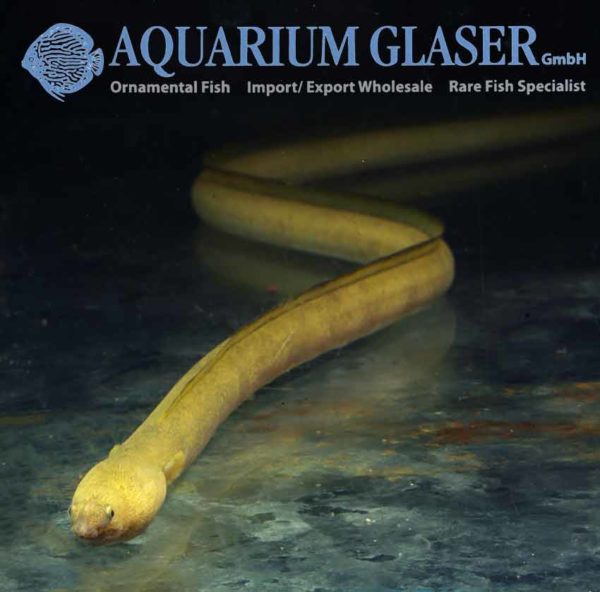 Ophichthus apicalis Aquarium Glaser GmbH