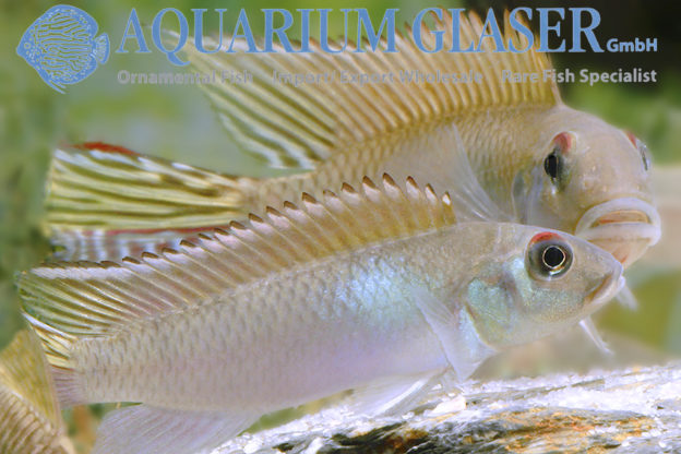 Nanochromis parilus wild Aquarium Glaser GmbH