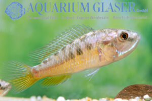 Pseudocrenilabrus sp. Ruaha Aquarium Glaser GmbH