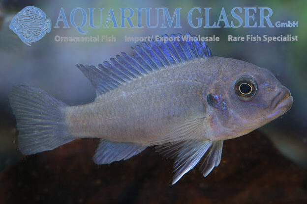 Maylandia callainos Blue/Blue Aquarium Glaser GmbH