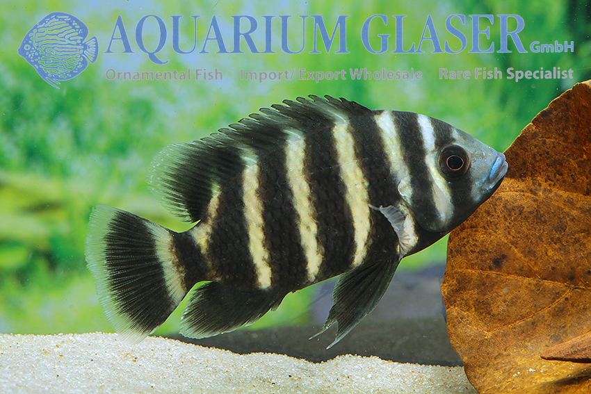 Tilapia tropical fish sales