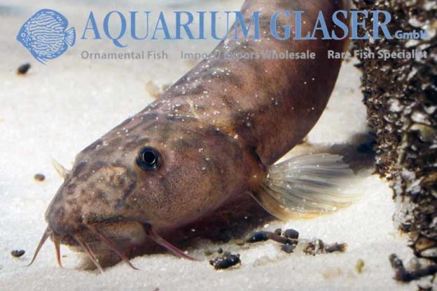 Schistura spilota Aquarium Glaser GmbH