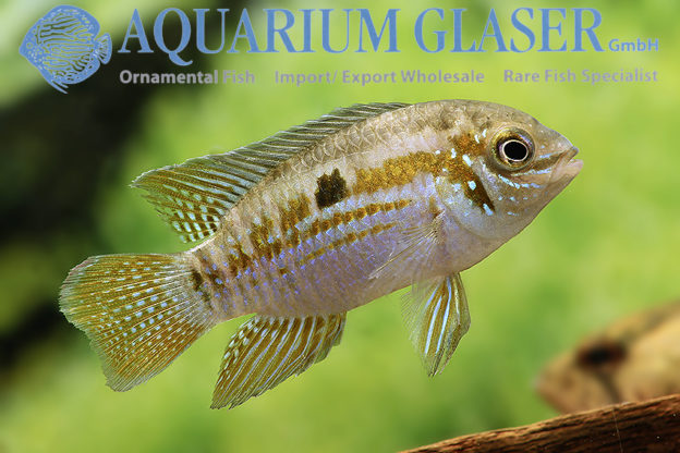 Laetacara araguaiae Aquarium Glaser GmbH