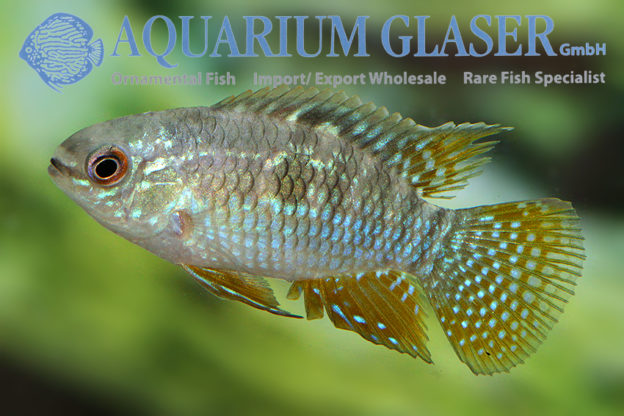 Laetacara curviceps Aquarium Glaser GmbH