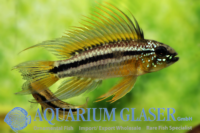 www.aquariumglaser.de