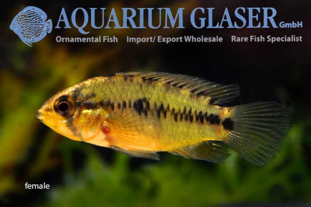 Apistogramma borellii WILD Aquarium Glaser GmbH