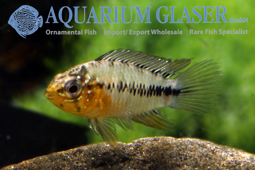 www.aquariumglaser.de