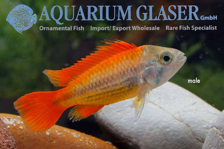 Apistogramma Cacatuoides Mega Orange Aquarium Glaser Gmbh