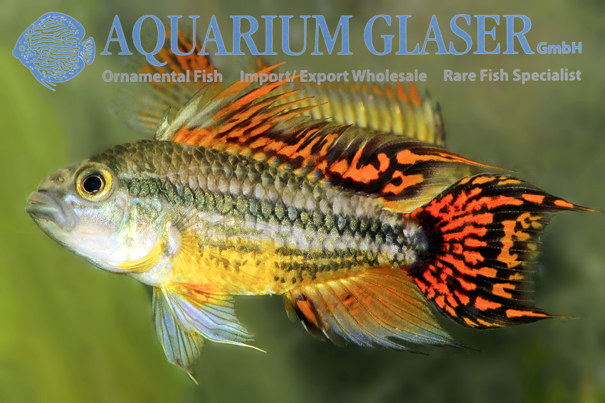 www.aquariumglaser.de