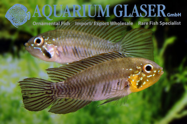 Apistogramma gibbiceps Aquarium Glaser GmbH