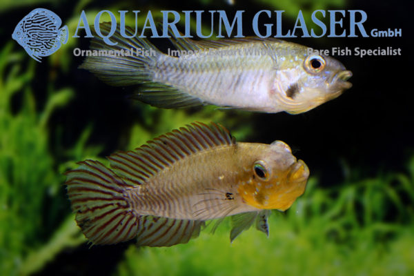Apistogramma gibbiceps Aquarium Glaser GmbH
