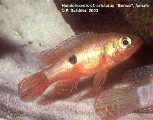 Hemichromis cf. cristatus „Benue“