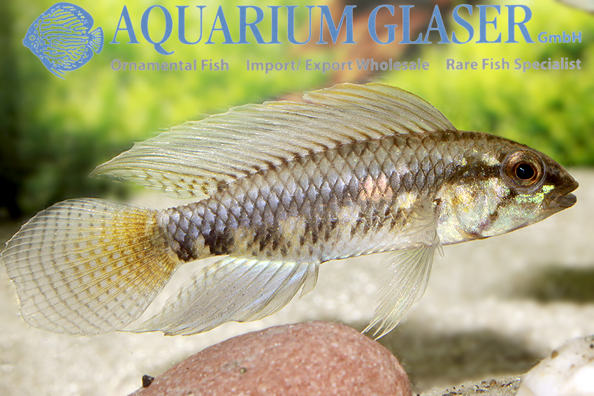 www.aquariumglaser.de