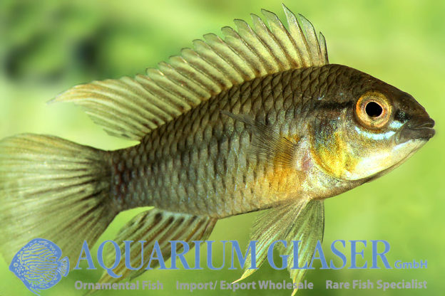 Apistogramma regani Aquarium Glaser GmbH