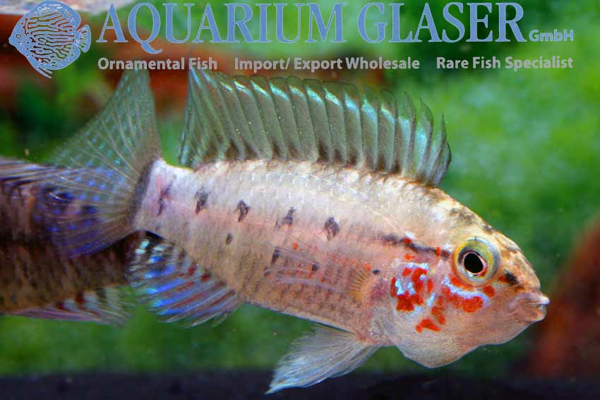 Der MaskenApistogramma wurde als Apistogramma paulmuelleri beschrieben