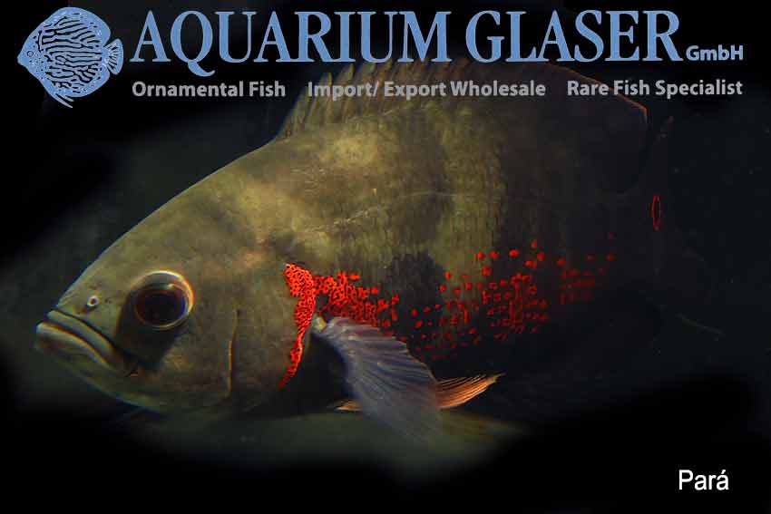 rare oscar fish