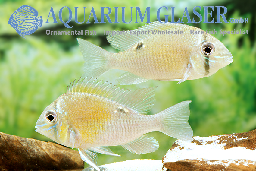 Oxydoras niger - Aquarium Glaser GmbH