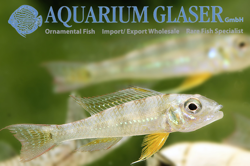 www.aquariumglaser.de