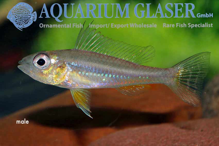 Biotoecus dicentrarchus Aquarium Glaser GmbH