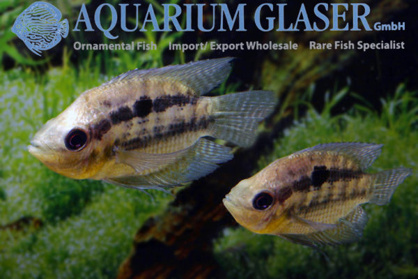 Chaetobranchopsis australis Aquarium Glaser GmbH