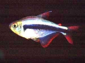 Hyphessobrycon sp. Red Fin Peru