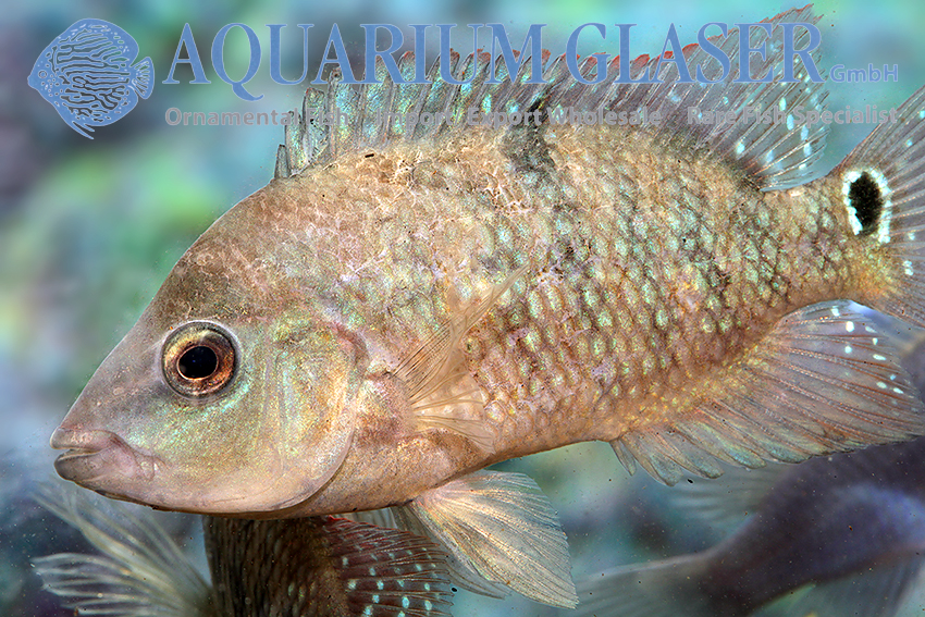 Mesoheros festae formerly Cichlasoma festae Aquarium Glaser GmbH