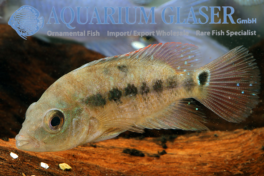 Festae cichlid care online