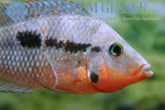 Thorichthys meeki „Rio Candelaria“ Aquarium Glaser GmbH