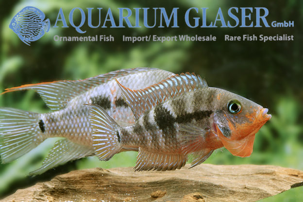 Thorichthys meeki „Rio Candelaria“ Aquarium Glaser GmbH
