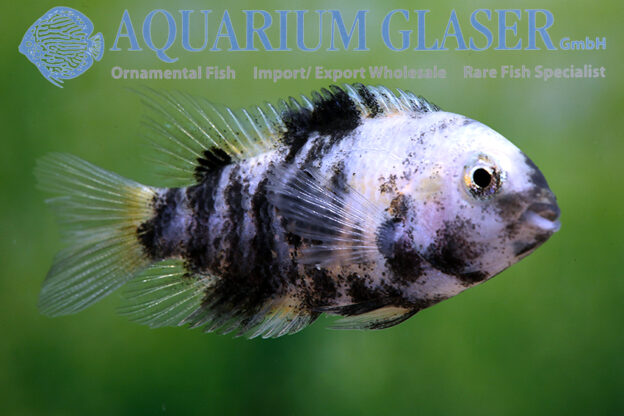 Amatitlania (früher Cichlasoma) nigrofasciata Marble Aquarium Glaser GmbH