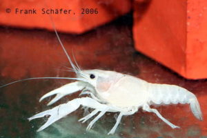 Procambarus clarkii „WHITE“