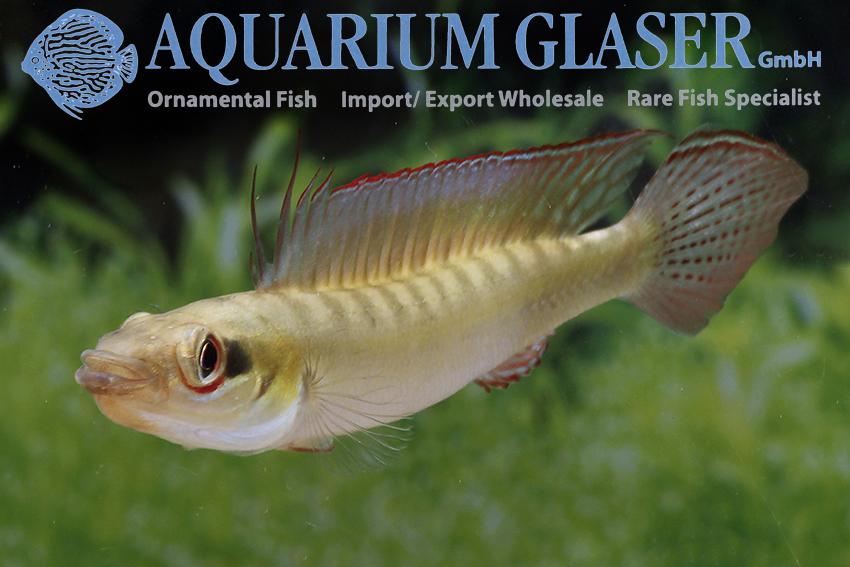 www.aquariumglaser.de