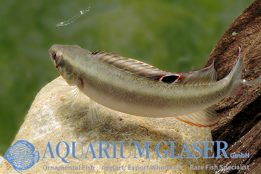 Px Crenicichla Notophthalmus 3-4 cm na Aquapet - PET SHOP MOGI