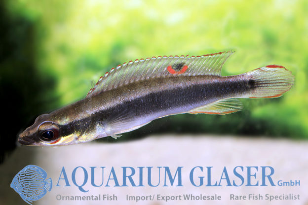 Crenicichla sp. „reganiOrinoco“ Aquarium Glaser GmbH