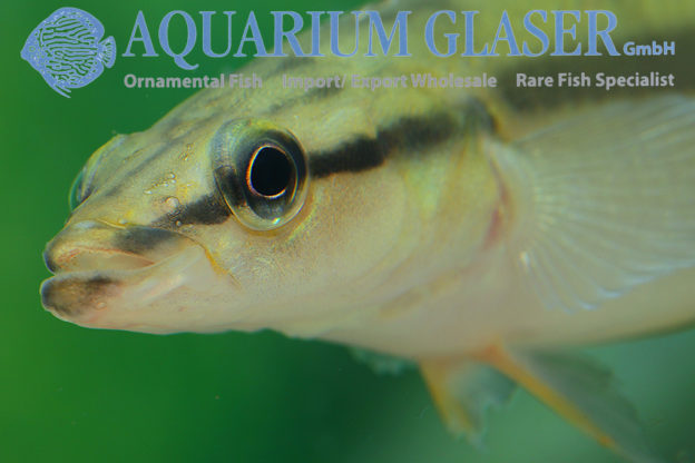 Crenicichla zebrina Aquarium Glaser GmbH