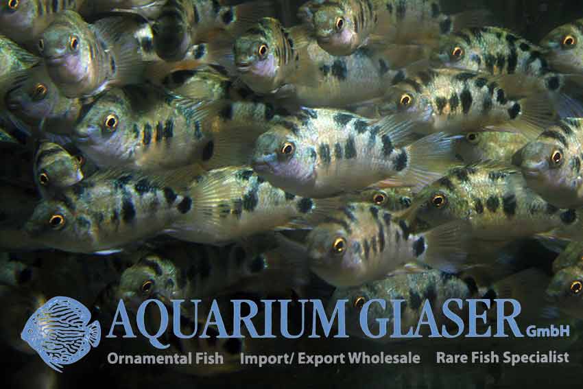 Amatitlania sp. Honduras Red Point Aquarium Glaser GmbH