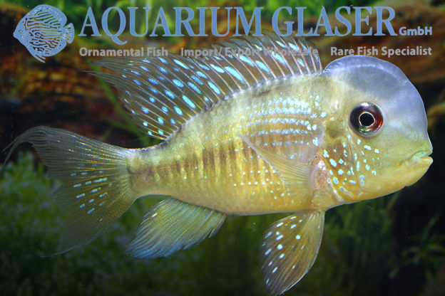 Gymnogeophagus balzanii Aquarium Glaser GmbH