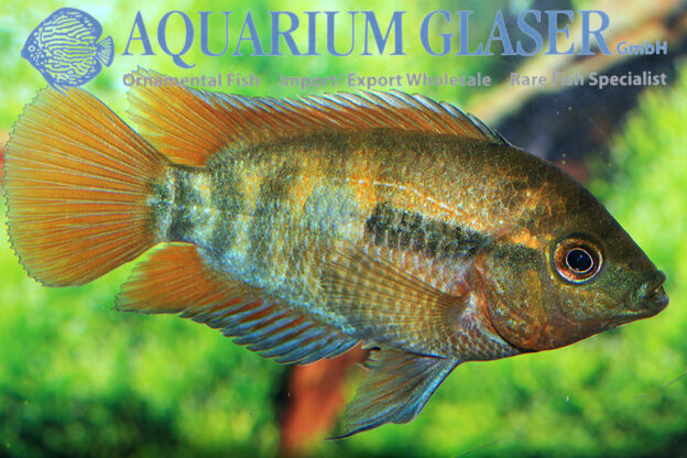 Herotilapia multispinosa Aquarium Glaser GmbH