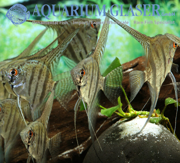 Pterophyllum „Zebra“ Aquarium Glaser GmbH