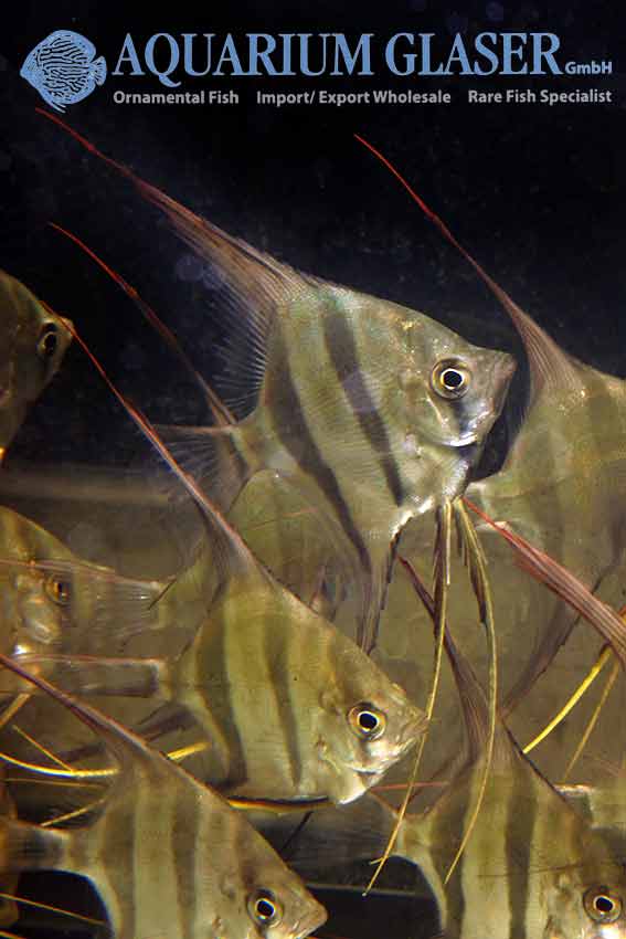 AltumNachzuchten verfügbar! Aquarium Glaser GmbH