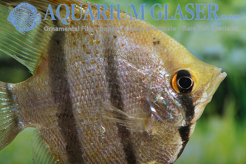 Scalare leopoldi Red Spots Peru - Aquarium Glaser GmbH