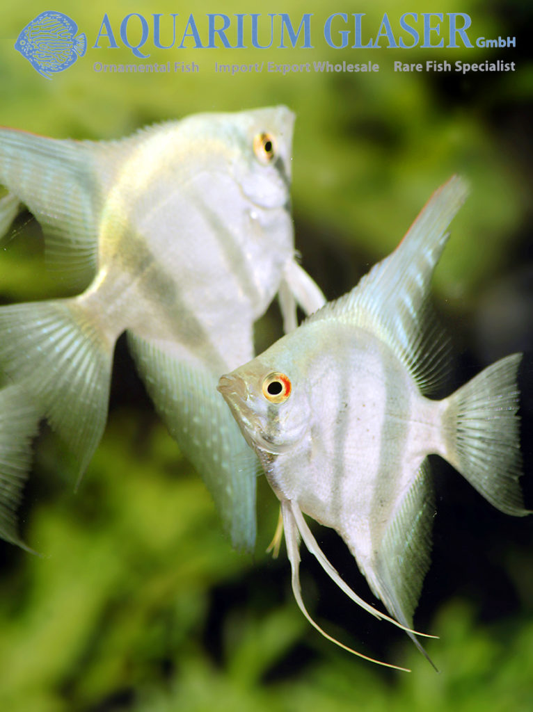 Pterophyllum scalare „Belem Sky Blue“ - Aquarium Glaser GmbH