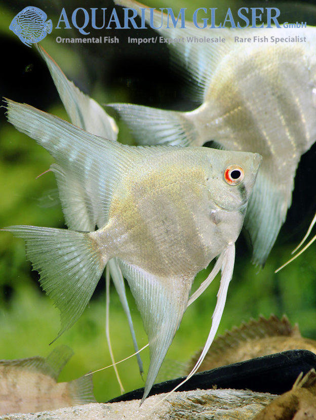 Pterophyllum scalare „Belem Sky Blue“ - Aquarium Glaser GmbH