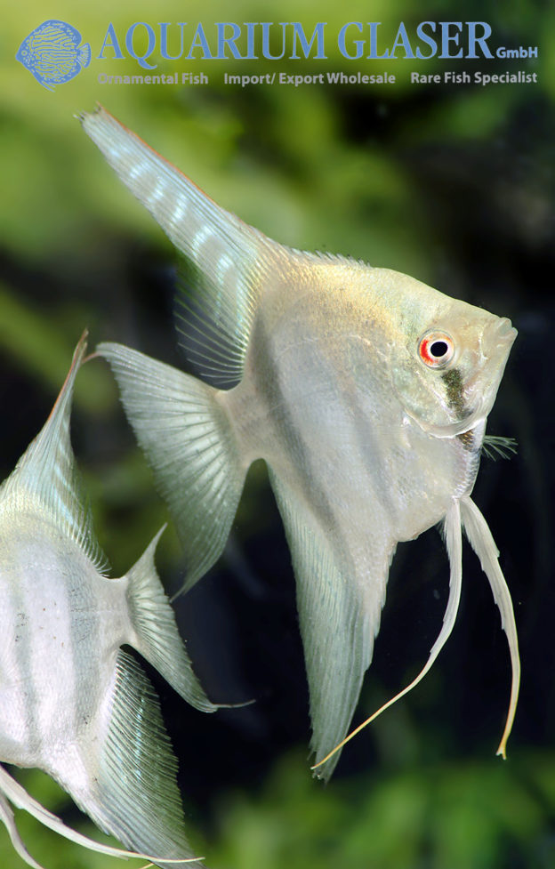 Pterophyllum scalare „Belem Sky Blue“ - Aquarium Glaser GmbH