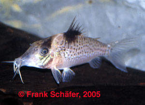 Corydoras ephippifer