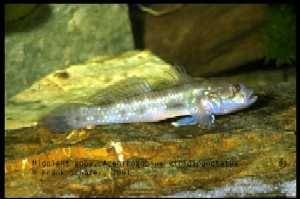 Acentrogobius viridipunctatus